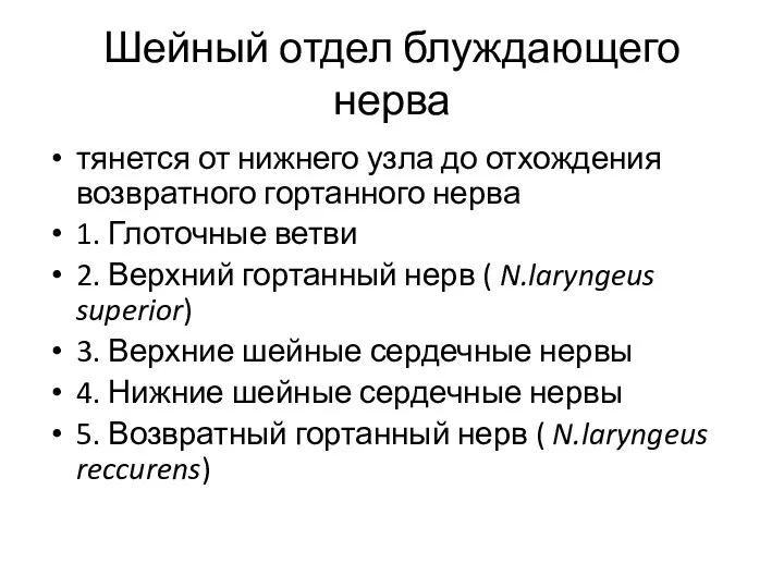 Шейный отдел блуждающего нерва тянется от нижнего узла до отхождения возвратного гортанного нерва