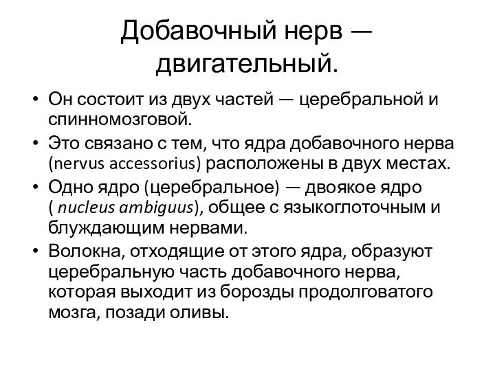 Добавочный нерв — двигательный. Он состоит из двух частей — церебральной и спинномозговой.