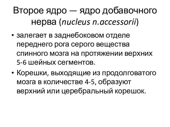 Второе ядро — ядро добавочного нерва (nucleus n.accessorii) залегает в заднебоковом отделе переднего