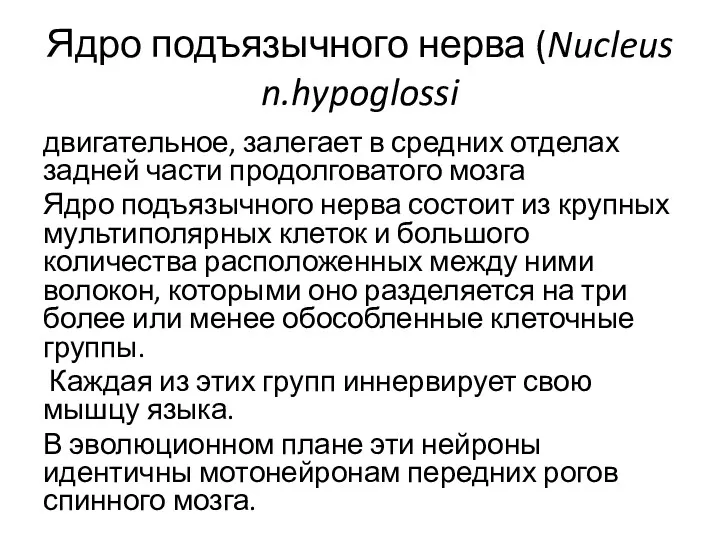 Ядро подъязычного нерва (Nucleus n.hypoglossi двигательное, залегает в средних отделах