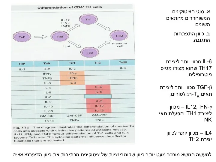 א. סוגי הציטוקינים המשוחררים מהתאים השונים ב. כיוון התפתחות התגובה.