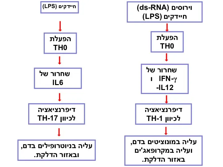 חיידקים (LPS)