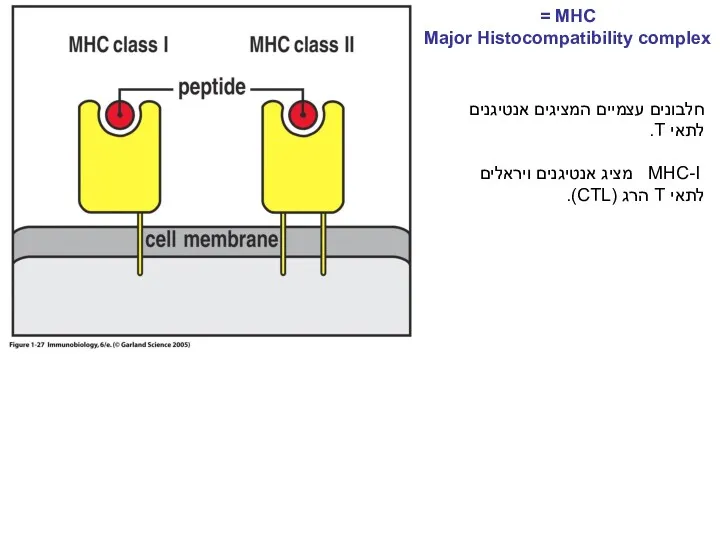 MHC = Major Histocompatibility complex חלבונים עצמיים המציגים אנטיגנים לתאי