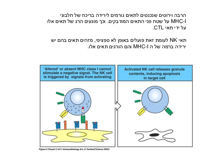 הרבה וירוסים שנכנסים לתאים גורמים לירידה בריכוז של חלבוני MHC-I