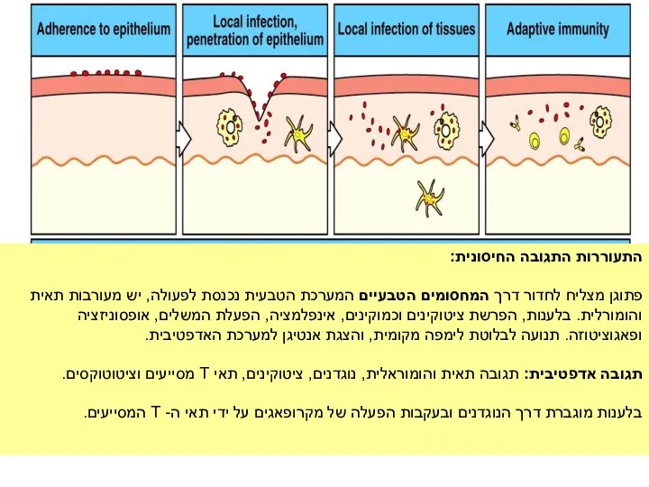 התעוררות התגובה החיסונית: פתוגן מצליח לחדור דרך המחסומים הטבעיים המערכת