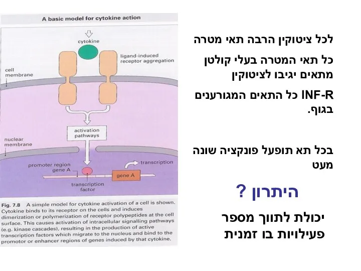 לכל ציטוקין הרבה תאי מטרה כל תאי המטרה בעלי קולטן