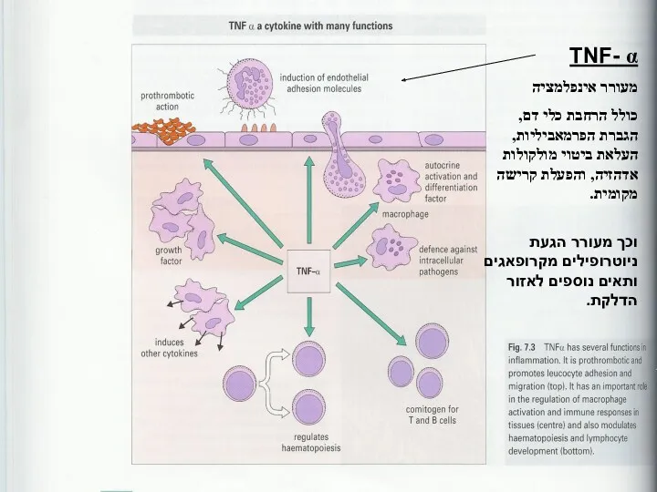 TNF- α מעורר אינפלמציה כולל הרחבת כלי דם, הגברת הפרמאביליות,