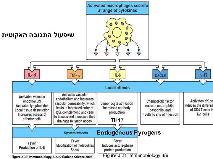 Figure 2-39 Endogenous Pyrogens שיפעול התגובה האקוטית Figure 3.21 Immunobiology 8/e TH17