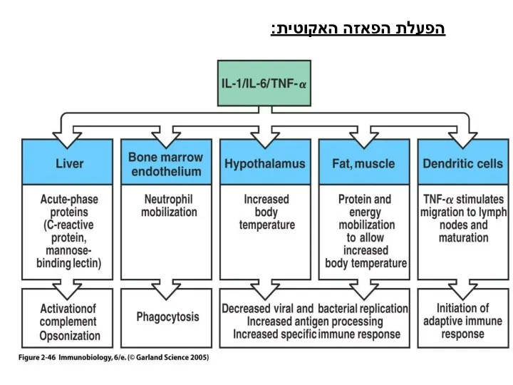 Figure 2-46 הפעלת הפאזה האקוטית: