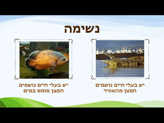 נשימה יש בעלי חיים נושמים חמצן מומס במים יש בעלי חיים נושמים חמצן מהאוויר