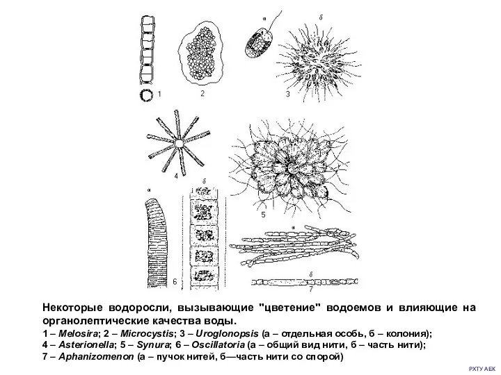 РХТУ АЕК Некоторые водоросли, вызывающие "цветение" водоемов и влияющие на