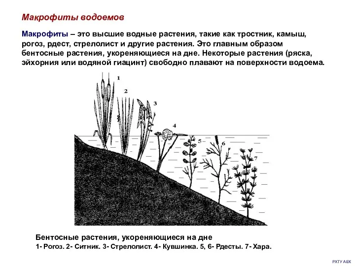 РХТУ АЕК Макрофиты водоемов Макрофиты – это высшие водные растения,