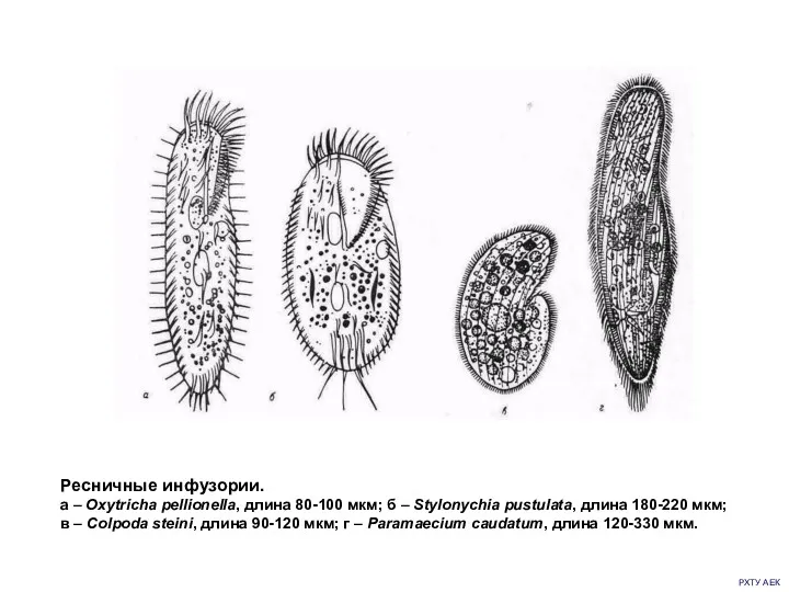 РХТУ АЕК Ресничные инфузории. а – Oxytricha pellionella, длина 80-100