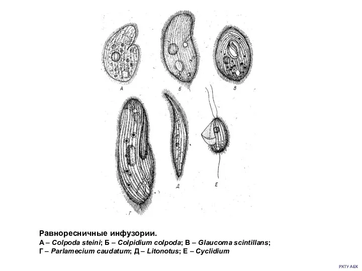 РХТУ АЕК Равноресничные инфузории. А – Colpoda steini; Б –