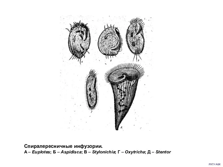 РХТУ АЕК Спиралересничные инфузории. А – Euplotes; Б – Aspidisca;