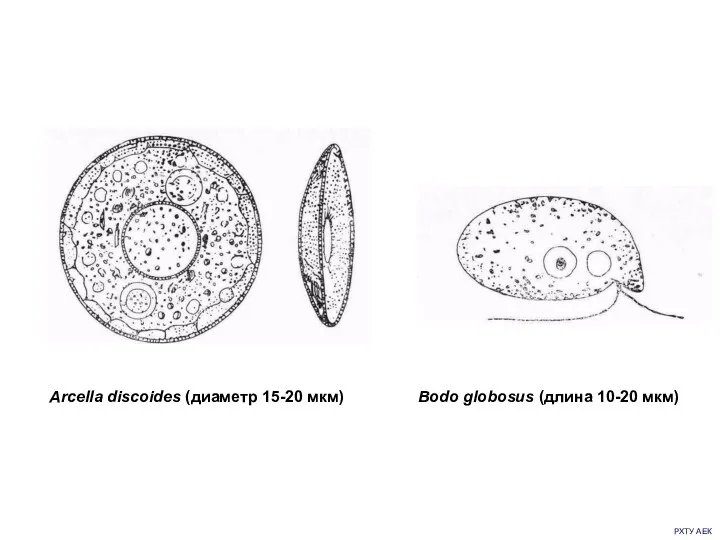 РХТУ АЕК Аrcella discoides (диаметр 15-20 мкм) Bodo globosus (длина 10-20 мкм)