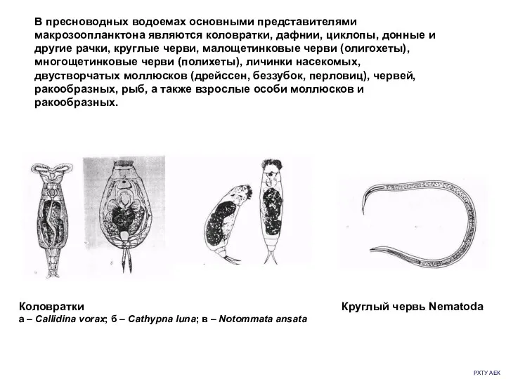 РХТУ АЕК В пресноводных водоемах основными представителями макрозоопланктона являются коловратки,