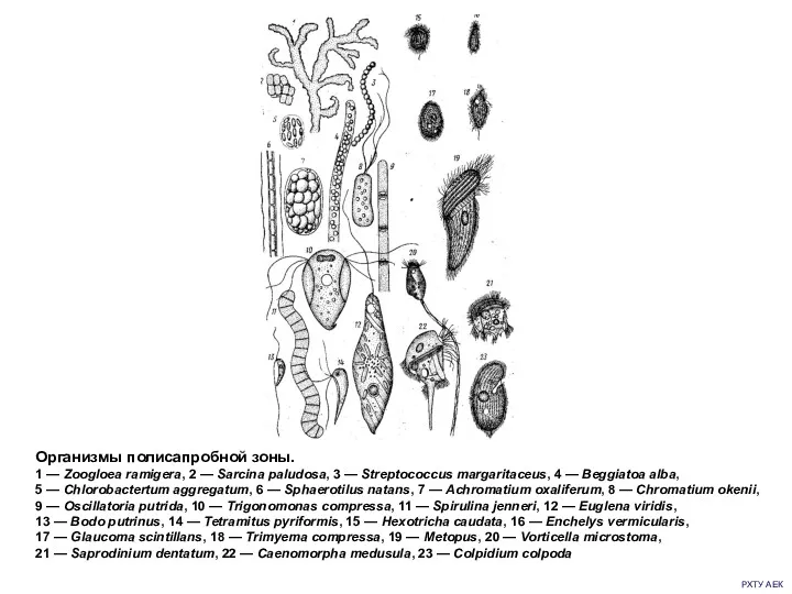 РХТУ АЕК Организмы полисапробной зоны. 1 — Zoogloea ramigera, 2