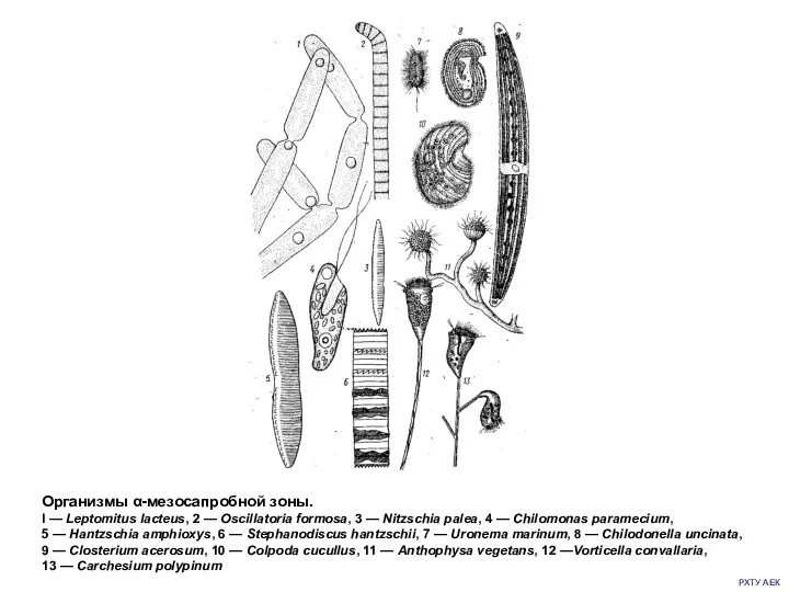 РХТУ АЕК Организмы α-мезосапробной зоны. I — Leptomitus lacteus, 2