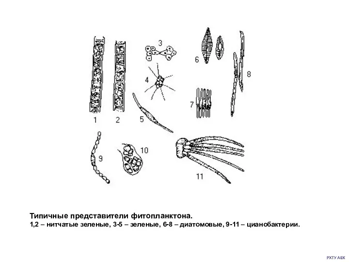 РХТУ АЕК Типичные представители фитопланктона. 1,2 – нитчатые зеленые, 3-5