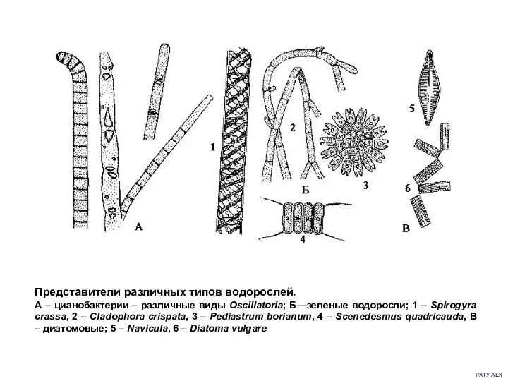 РХТУ АЕК Представители различных типов водорослей. А – цианобактерии –
