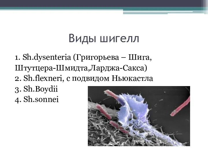 Виды шигелл 1. Sh.dysenteria (Григорьева – Шига, Штутцера-Шмидта,Ларджа-Сакса) 2. Sh.flexneri,