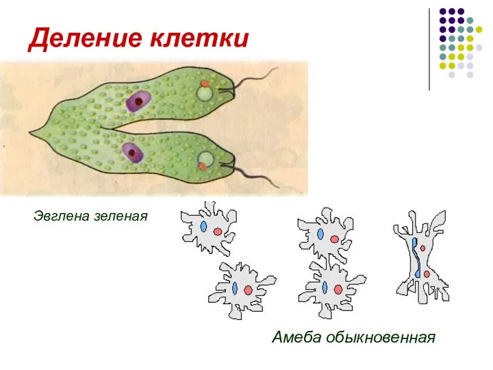 Деление клетки Эвглена зеленая Амеба обыкновенная