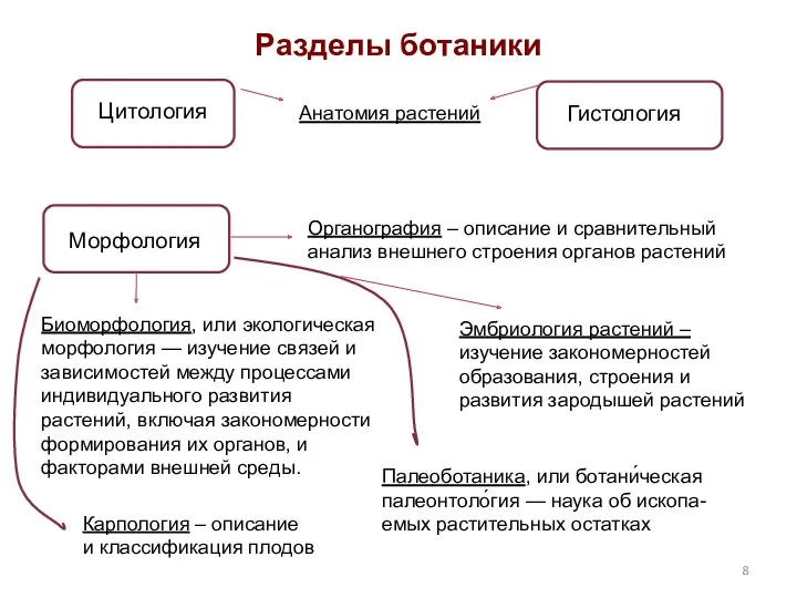 Разделы ботаники Цитология Гистология Морфология Анатомия растений Органография – описание