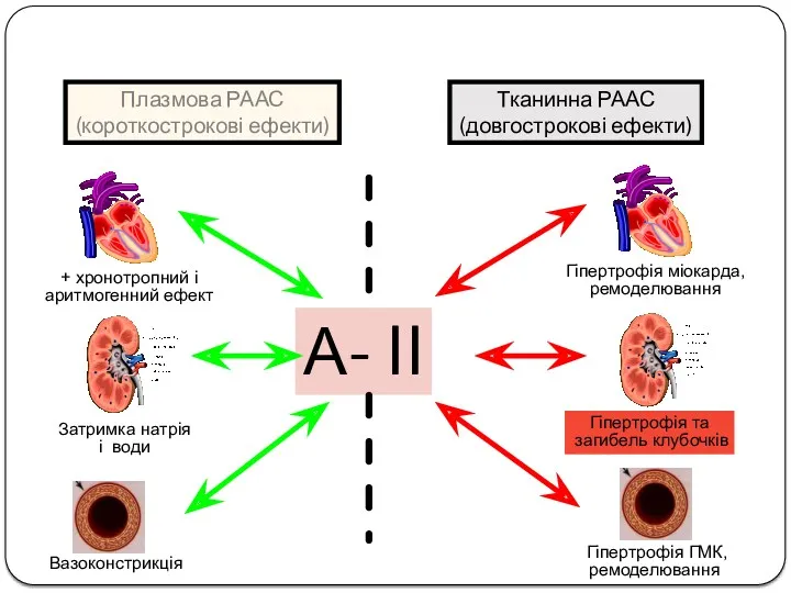 А- II + хронотропний і аритмогенний ефект Затримка натрія і