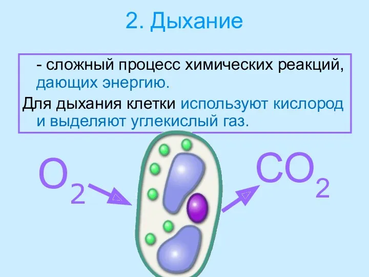 2. Дыхание - сложный процесс химических реакций, дающих энергию. Для