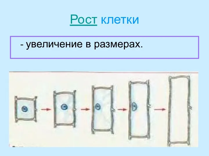 Рост клетки - увеличение в размерах.