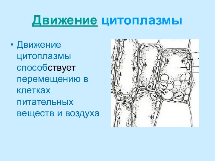 Движение цитоплазмы Движение цитоплазмы способствует перемещению в клетках питательных веществ и воздуха