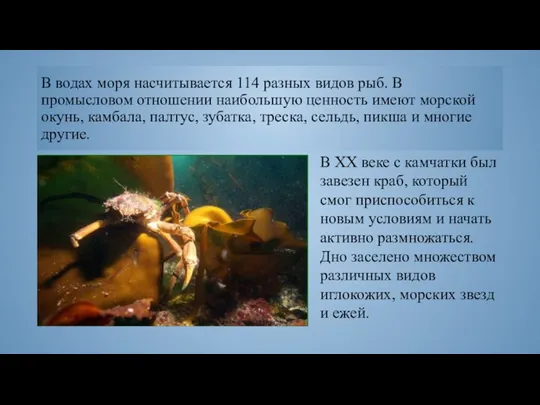 В водах моря насчитывается 114 разных видов рыб. В промысловом