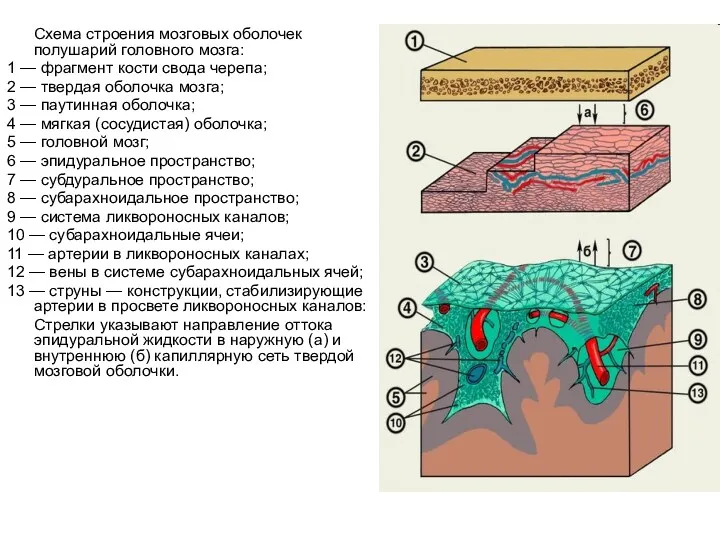 Схема строения мозговых оболочек полушарий головного мозга: 1 — фрагмент