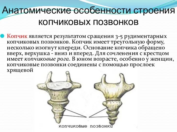 Анатомические особенности строения копчиковых позвонков Копчик является результатом сращения 3-5