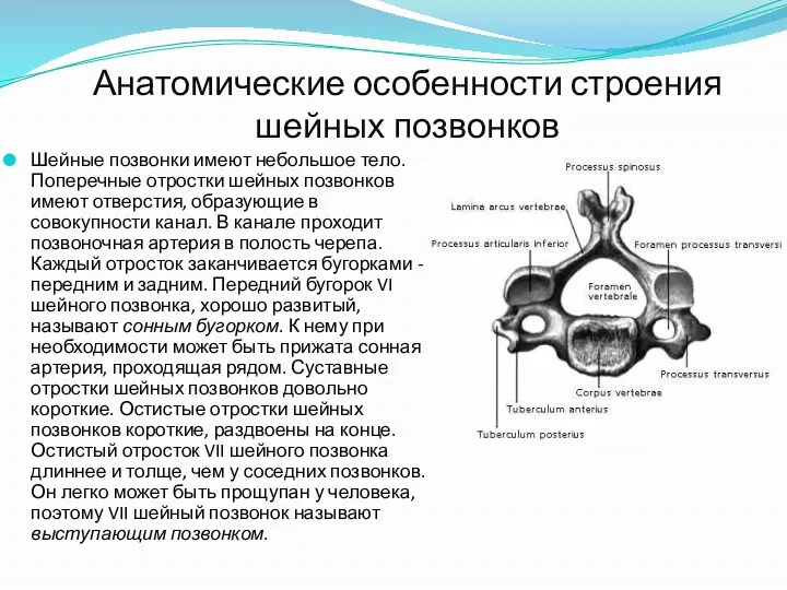 Анатомические особенности строения шейных позвонков Шейные позвонки имеют небольшое тело.