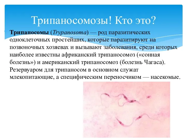 Трипаносомы (Trypanosoma) — род паразитических одноклеточных простейших, которые паразитируют на