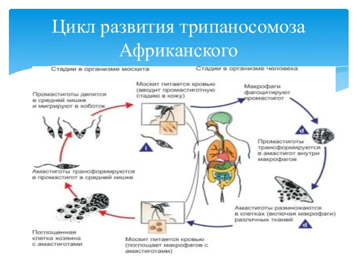 Цикл развития трипаносомоза Африканского