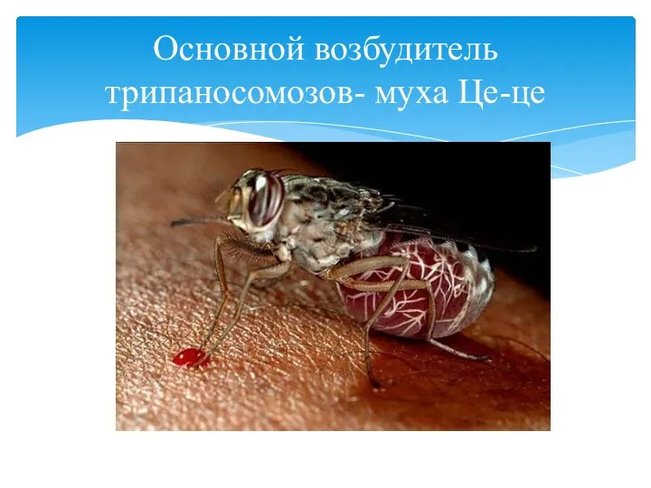 Основной возбудитель трипаносомозов- муха Це-це