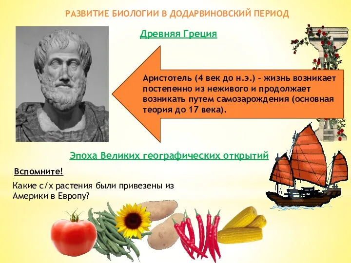 РАЗВИТИЕ БИОЛОГИИ В ДОДАРВИНОВСКИЙ ПЕРИОД Аристотель (4 век до н.э.)