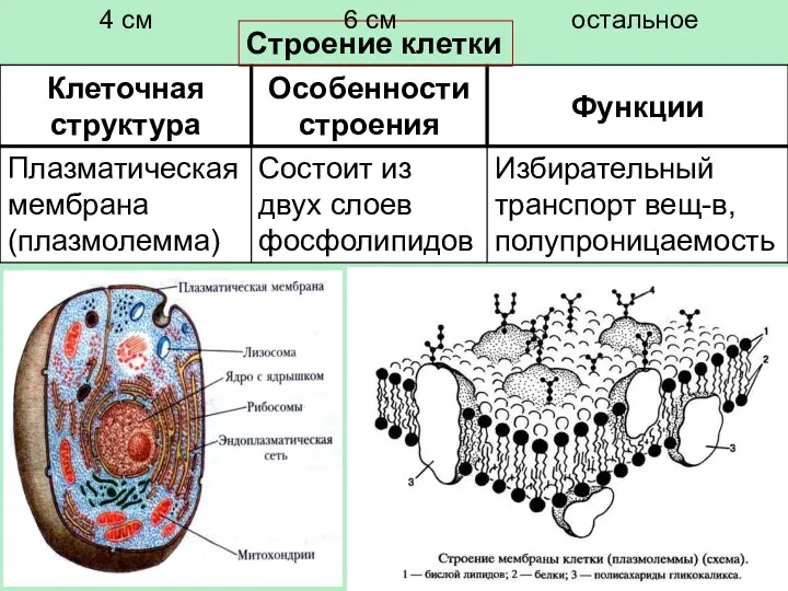 Строение клетки 4 см 6 см остальное