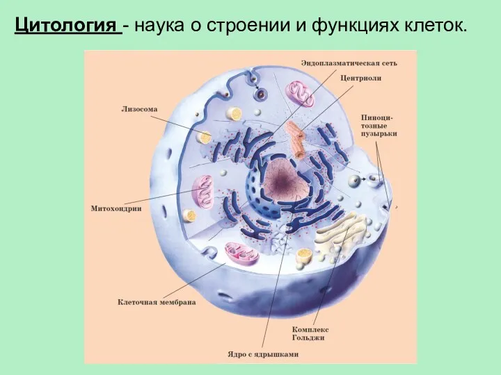 Цитология - наука о строении и функциях клеток.