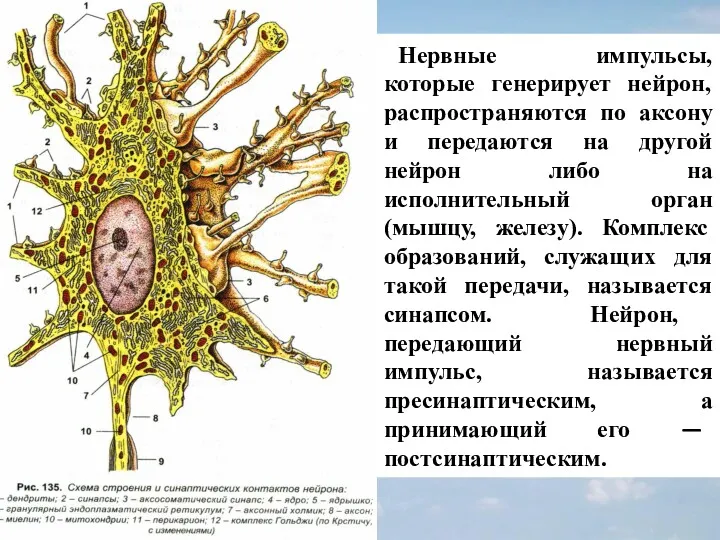 Нервные импульсы, которые генерирует нейрон, распространяются по аксону и передаются