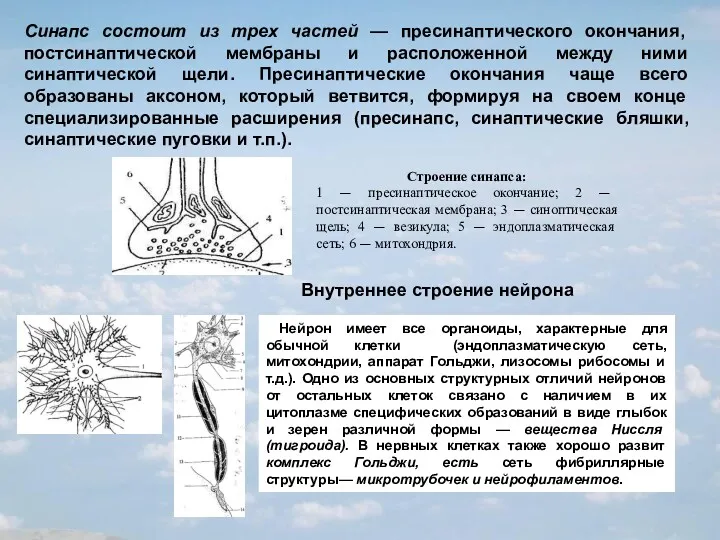 Синапс состоит из трех частей — пресинаптического окончания, постсинаптической мембраны