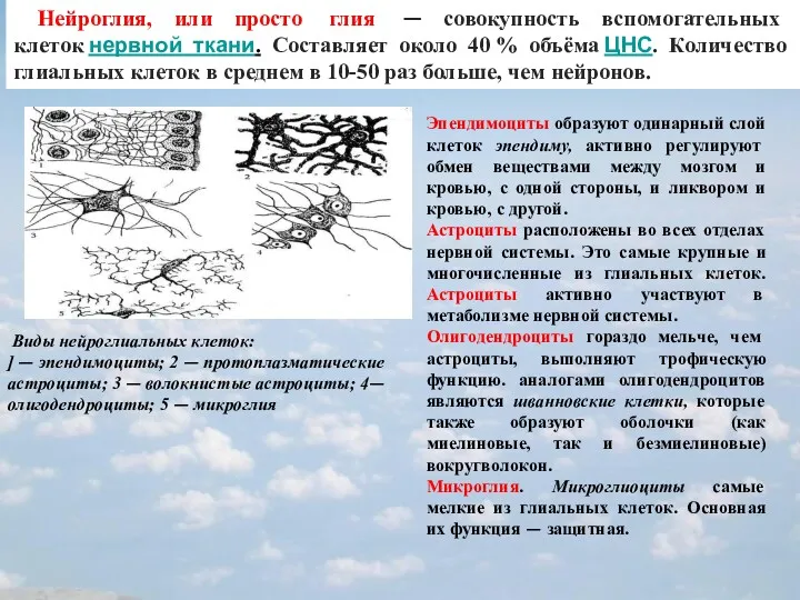 Нейроглия, или просто глия — совокупность вспомогательных клеток нервной ткани.