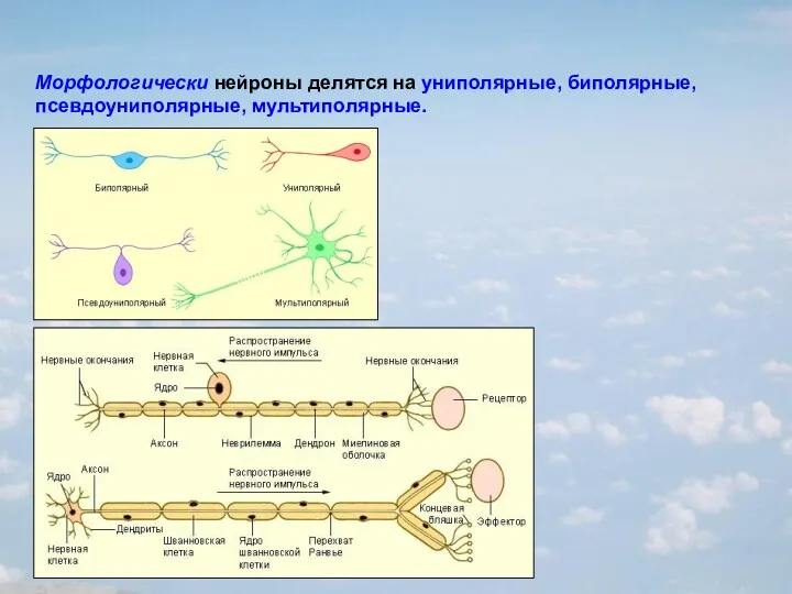 Морфологически нейроны делятся на униполярные, биполярные, псевдоуниполярные, мультиполярные.