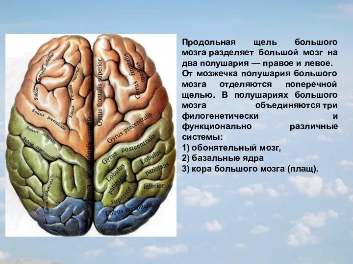 Продольная щель большого мозга разделяет большой мозг на два полушария