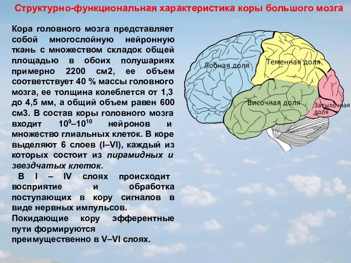 Кора головного мозга представляет собой многослойную нейронную ткань с множеством