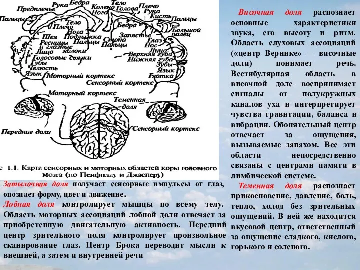 Затылочная доля получает сенсорные импульсы от глаз, опознает форму, цвет