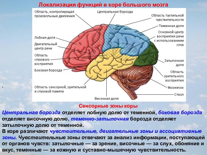 . Локализация функций в коре большого мозга Сенсорные зоны коры